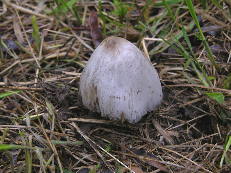 Diluvia,vado o non vado.......vado.